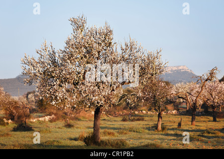 Les amandiers en fleurs (Prunus dulcis), Campos, Majorque, Îles Baléares, Espagne, Europe Banque D'Images