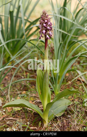 Orchidées Barlia robertiana (géant), Majorque, Îles Baléares, Espagne, Europe Banque D'Images