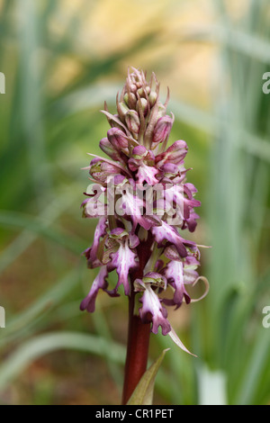 Orchidées Barlia robertiana (géant), Majorque, Îles Baléares, Espagne, Europe Banque D'Images