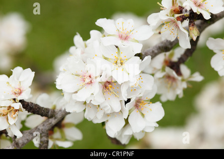 , Fleur d'amandier de l'amandier en fleurs (Prunus dulcis), Malaga, Majorque, Iles Baléares, Espagne, Europe Banque D'Images