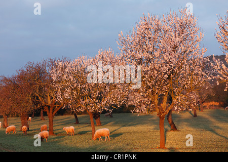 Fleur d'amande, les amandiers en fleurs (Prunus dulcis) et les moutons, lumière du matin, Sant Jordi, Majorque, Iles Baléares, Espagne Banque D'Images
