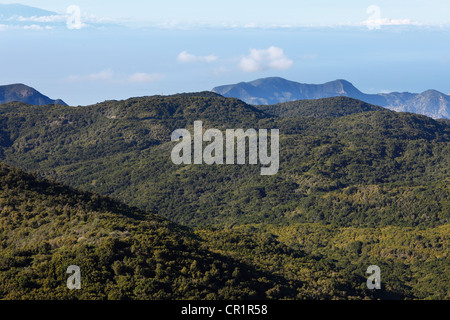 Collines boisées dans le Parc National de Garajonay, vue sur la montagne de Garajonay, plus haut sommet de l'île de La Gomera, , Espagne, Europe Banque D'Images