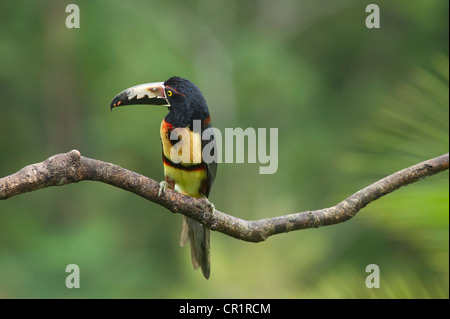 (Pteroglossus Aracari à collier torquatus), Costa Rica, Amérique Centrale Banque D'Images