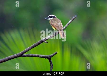 Tyran Quiquivi (Pitangus sulfuratus), Costa Rica, Amérique Centrale Banque D'Images