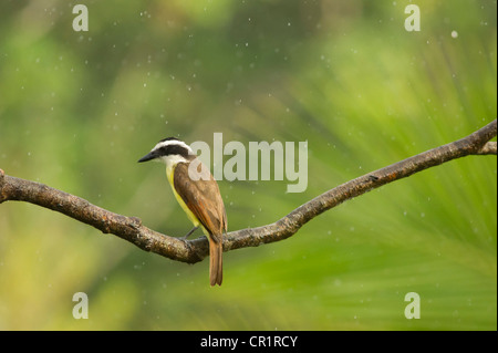 Tyran Quiquivi (Pitangus sulfuratus), Costa Rica, Amérique Centrale Banque D'Images