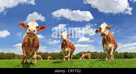 Les bovins, les vaches laitières Fleckvieh dans une prairie luxuriante, nuages, vue vers le haut Banque D'Images