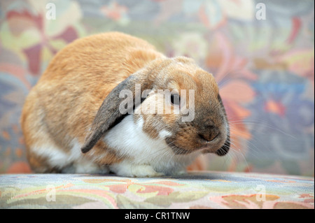 Nain européen Lapin (Oryctolagus cuniculus) Banque D'Images