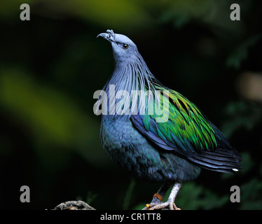 Paon Palawan Polyplectron (faisan-napoleonis), femme, île de Palawan, Bornéo Banque D'Images