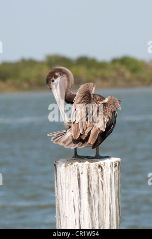 Pélican brun Pelecanus occidentalis sur la Rivière Apalachicola nord-ouest de la Floride, USA Banque D'Images