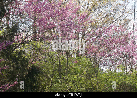 Arbres et buissons verts - lishui fleur le hillside en début du printemps Banque D'Images