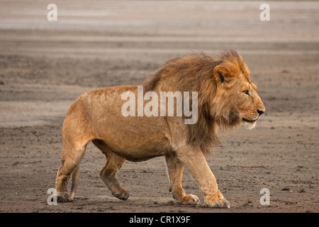 Lion mâle dans toute sa splendeur Banque D'Images