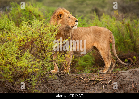 Lion mâle dans toute sa splendeur Banque D'Images