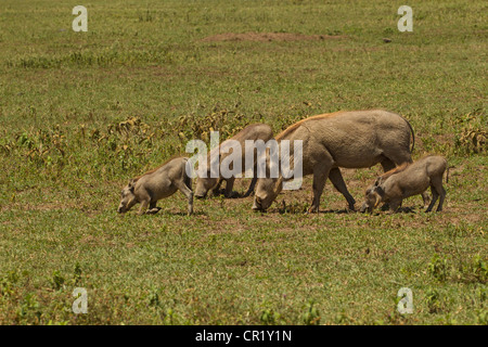 Phacochère Family Eating Grass Banque D'Images