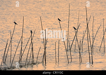 Egypte, Basse Egypte, Delta du Nil, Parc Naturel, Pied kingfisher Ceryle rudis () Banque D'Images