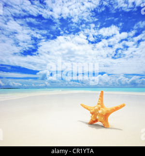 L'étoile de mer sur une plage de sable à Maldives Banque D'Images