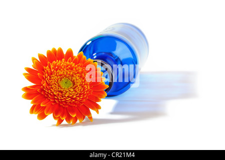 Gerbera Orange fleur en bouteille bleue de jeter une ombre sur un fond blanc Banque D'Images