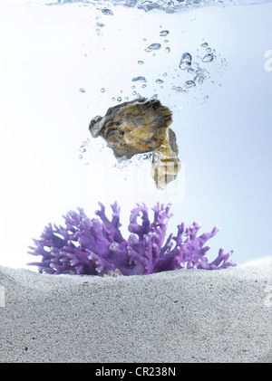 Les huîtres dans l'eau avec corail pourpre Banque D'Images