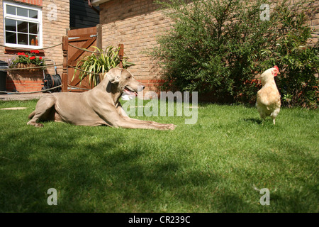 Vieux braque de chien dans un jardin anglais Banque D'Images