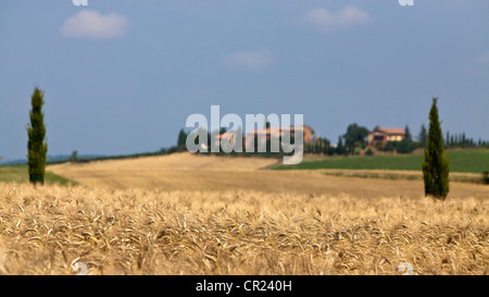 Wheat field in rural landscape Banque D'Images