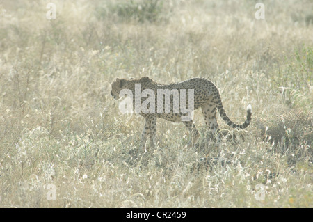 Balades dans les plaines de Cheetah Banque D'Images