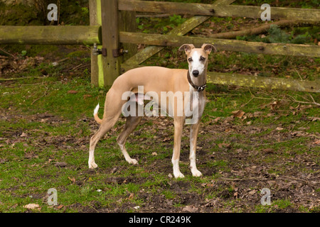 Whippet (Canis lupus familiaris) scène en milieu rural Banque D'Images