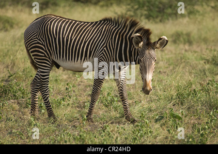 Le zèbre de Grevy stallion Banque D'Images