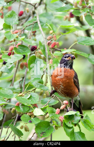 Oiseau Robin américain songbird mangeant des mûres Banque D'Images