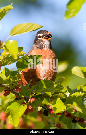 Oiseau-Robin américain songbird perchée mûre - verticale Banque D'Images