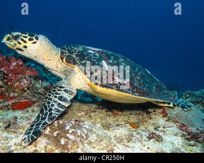 Carapaces de tortues de mer, les hommes Nord Atoll, Maldives Banque D'Images