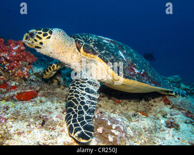 Carapaces de tortues de mer, les hommes Nord Atoll, Maldives Banque D'Images