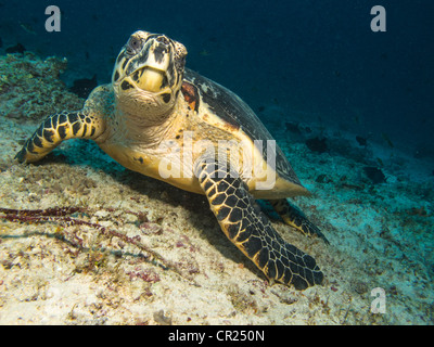 Carapaces de tortues de mer, les hommes Nord Atoll, Maldives Banque D'Images