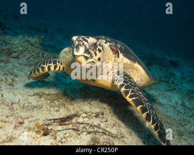 Carapaces de tortues de mer, les hommes Nord Atoll, Maldives Banque D'Images