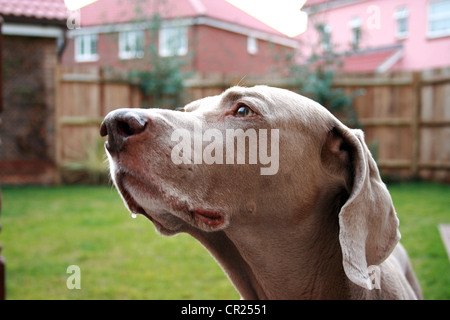 Vieux braque de chien dans un jardin anglais Banque D'Images