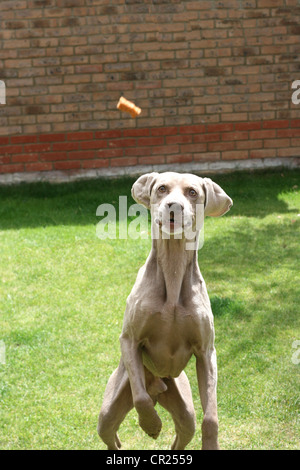 Vieux braque de chien dans un jardin anglais Banque D'Images