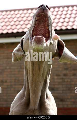 Vieux braque de chien dans un jardin anglais Banque D'Images