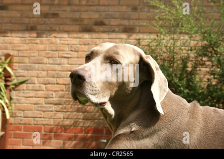 Vieux braque de chien dans un jardin anglais Banque D'Images