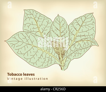 Les feuilles de tabac. VIntage vector iluustration. Banque D'Images