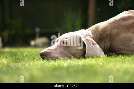 Vieux braque de chien dans un jardin anglais Banque D'Images