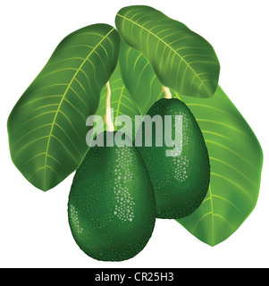 Les avocats sur une branche avec des feuilles. Isolé sur fond blanc. Vector illustration. Banque D'Images