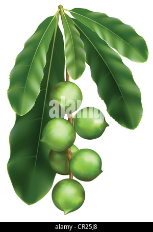 Feuilles et fruits de Macadamia. Vector illustration sur un fond blanc. Banque D'Images