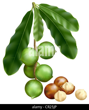 Feuilles et fruits de Macadamia. Vector illustration sur un fond blanc. Banque D'Images