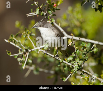 Orphean Warbler race orientale Sylvia hortensis ssp crassirostris sud de la Turquie peut en plumage nuptial et sur le territoire Banque D'Images