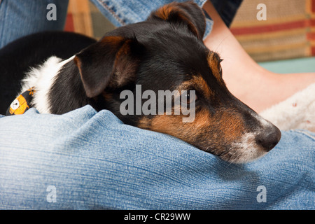 Femme était assise dans sa caravane de la lecture d'un e-reader kindle e-book avec son chien Jack Russell recroquevillée sur ses genoux. Banque D'Images