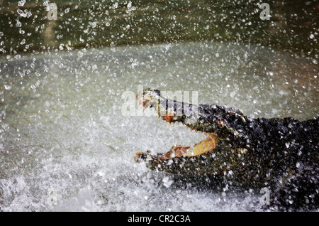 Le crocodile en étincelles. Show de crocodiles en Thaïlande, Pattaya Banque D'Images