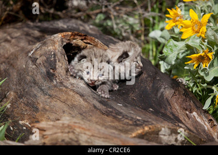 Deux chatons Bobcat Banque D'Images