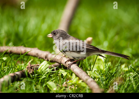 Dark-eyed Junco couleur ardoise Banque D'Images