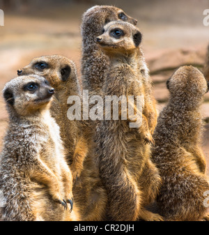 Les suricates ou SURICATES Suricata suricatta debout. Banque D'Images