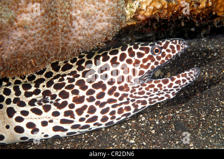 Un nid, ou murène léopard Gymnothorax favagineus,. Sous l'eau, Tulamben, Bali, océan Indien. Banque D'Images