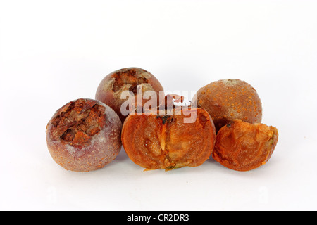 Nèfle mûre pour manger les fruits préparés isolated on white Banque D'Images