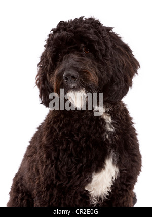 Cockerpoo caniche cocker (croix) mâle à 1 ans Banque D'Images